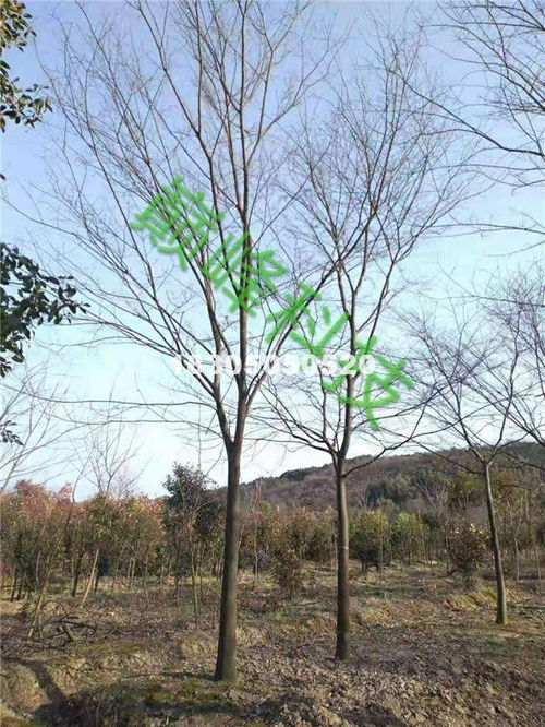 12公分櫸樹(shù) 浙江劉星苗木