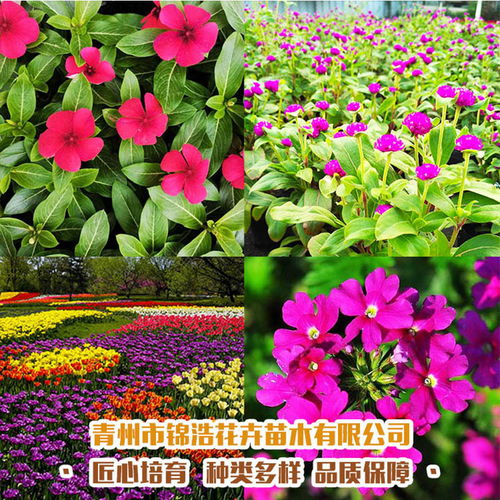 公園綠化用黃楊,供應多種花卉苗木