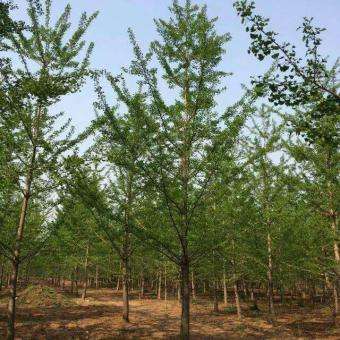 10公分銀杏樹(shù)價(jià)格 銀杏樹(shù)價(jià)格 星辰苗木 查看