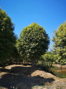 真實苗木數據,有需求歡迎選購