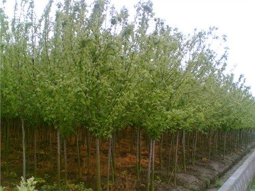 西寧正規(guī)小葉楊的用途和特點(diǎn)