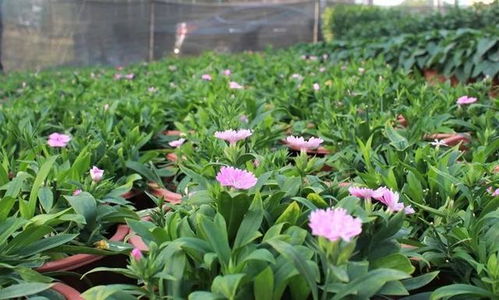 快看 2023年企石鎮(zhèn)迎春購花點和花卉種植場在這里