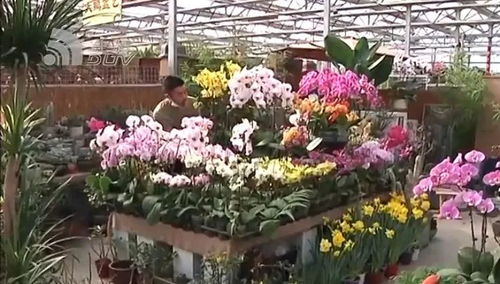 春節買花已成大連人習慣 年宵花哪種賣得火