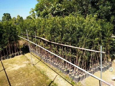 【羅漢松培養基地、羅漢松小苗直銷、質優價廉】綠化苗木,價格,廠家,供應商,花木,龍海市東泗興輝園藝場 - 產品庫