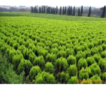 苗木綠化苗木產品庫