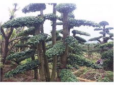 瀏陽柏湖苗木專業(yè)合作社產(chǎn)品展示