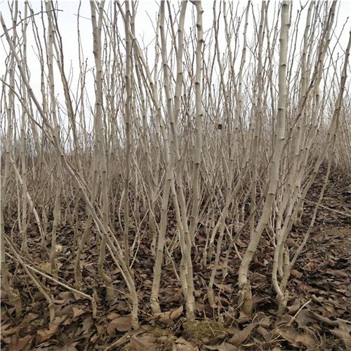 河北咨詢引進西風(fēng)紅山楂苗 西風(fēng)紅山楂苗詢價