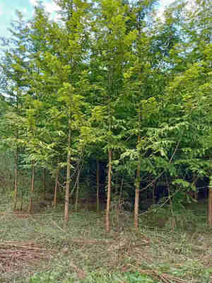 利川市順通苗木種植專業合作社