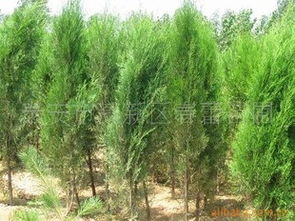 春蕾苗圃供應(yīng)綠化苗木側(cè)柏 大量供應(yīng) 春蕾苗圃供應(yīng)綠化苗木側(cè)柏供應(yīng)商 大量供應(yīng) 春蕾苗圃供應(yīng)綠化苗木側(cè)柏供應(yīng)商 泰安市高新區(qū)春蕾苗圃盡在農(nóng)苗網(wǎng) 春蕾苗圃供應(yīng)綠化苗木側(cè)柏供應(yīng)商 春蕾苗圃供應(yīng)綠化苗木側(cè)柏供應(yīng)商 泰安市高新區(qū)春蕾苗圃盡在農(nóng)苗網(wǎng)