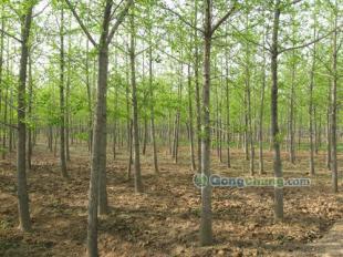 供應(yīng)櫻花,黑松等綠化苗木優(yōu)質(zhì)供應(yīng)-山東銀杏樹價(jià)格|敬高銀杏園林_傳媒、廣電_世界工廠網(wǎng)中國(guó)產(chǎn)品信息庫(kù)