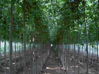 12公分法桐價(jià)格、法國(guó)梧桐、法桐樹價(jià)格[供應(yīng)]_綠化苗木_世界工廠網(wǎng)中國(guó)產(chǎn)品信息庫(kù)