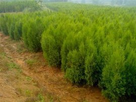 山東莒南甘霖苗木基地