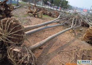 大量低價(jià)供應(yīng)綠化苗木野生欒樹全冠_農(nóng)副產(chǎn)品_世界工廠網(wǎng)中國(guó)產(chǎn)品信息庫(kù)