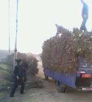 供應(yīng)陜北清澗紅棗苗木價(jià)格_供應(yīng)陜北清澗紅棗苗木廠家_世界工廠網(wǎng)產(chǎn)品信息庫(kù)