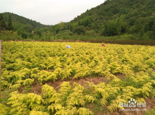 金葉水杉苗木冠形的整形修剪方法介紹