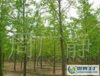 最低價銷售銀杏樹、嫁接銀杏樹、實生銀杏樹[供應]_綠化苗木_世界工廠網(wǎng)中國產(chǎn)品信息庫