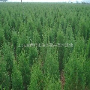 保定榆樹苗木基地、保定榆樹苗木批發、榆樹苗木價格-常青苗木--產品大全--E路網