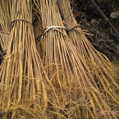 【黃菠蘿苗廠家/占地苗/藥材苗】寬城區永發苗木培育基地 - 產品庫