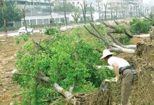 苗木移栽成活,經驗買不到的技能
