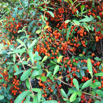 【正宗火棘種子批發銷售新采火棘柏種子廠家直銷包發芽】沭陽學浩苗木場 - 產品庫