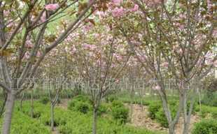 供應櫻花、喬木灌木、紫薇、廣玉蘭 沭陽苗木_農副產品_世界工廠網中國產品信息庫