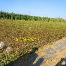 春蕾絲連衣裙價格 春蕾絲連衣裙公司 圖片 視頻