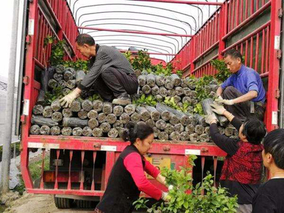 苗木反季節(jié)移栽運(yùn)輸是關(guān)鍵,這3大細(xì)節(jié)要好好看看!