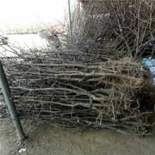 鮮棗供應商價格 鮮棗供應商公司 圖片 視頻