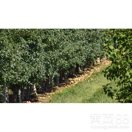 【信陽綠化苗木供應】- 