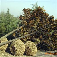 批發(fā)廣玉蘭樹苗 玉堂春 綠化苗木 喬木 白玉蘭 廣玉蘭 行道樹指導價 批發(fā)廣玉蘭樹苗 玉堂春 綠化苗木 喬木 白玉蘭 廣玉蘭 行道樹廠商 批發(fā)廣玉蘭樹苗