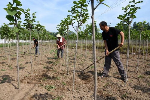 南召縣產業(yè)扶貧 立體化 布局 群眾致富有 良方