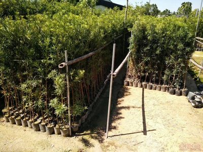 【羅漢松培養(yǎng)基地、羅漢松小苗直銷、質優(yōu)價廉】綠化苗木,價格,廠家,供應商,花木,龍海市東泗興輝園藝場 - 產品庫