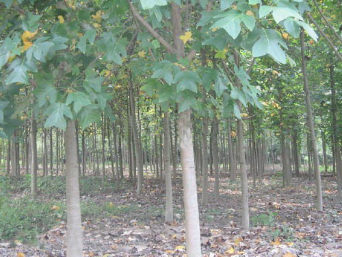 馬褂木 江西馬褂木 馬褂木特價苗 九江朋輝良種苗木專業(yè)合作社 13807920066