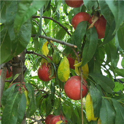 自產(chǎn)自銷岱妃桃樹苗 桃樹苗根系發(fā)達