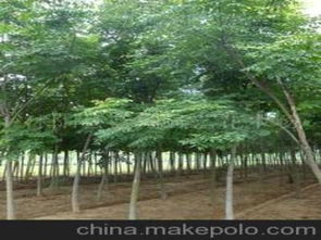 綠化苗木臭椿供應(yīng)商,價格,綠化苗木臭椿批發(fā)市場 