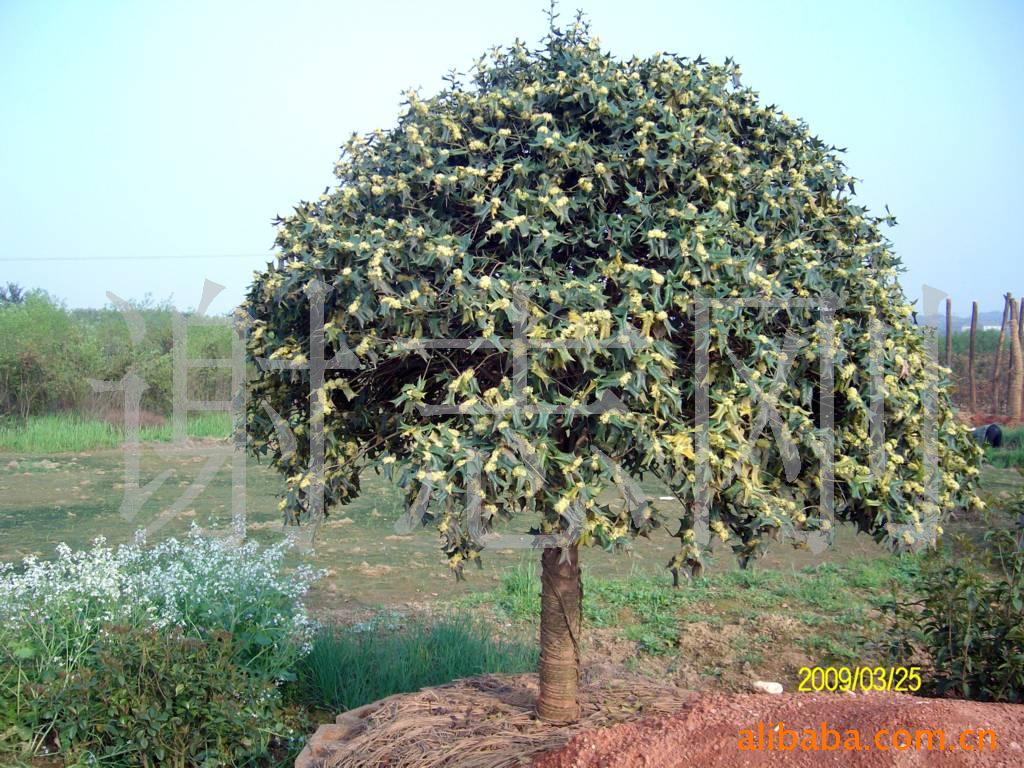 【綠化設計圖中的喬木與灌木之分】價格、產品供應,綠化設計圖中的喬木與灌木之分廠家批發-1024商務網