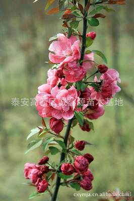 【批發西府海棠小苗北美海棠苗廠家直銷北美海棠綠化苗木】泰安高新區誠鑫源苗木基地 - 產品庫