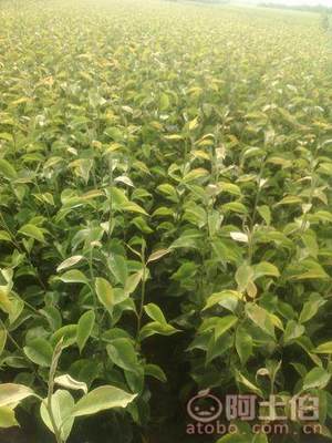 占地棗樹市場解析：2018年價格、產(chǎn)地與供應商概覽