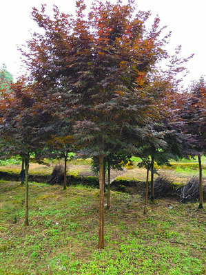 盆栽日本紅楓的養(yǎng)殖方法和注意事項