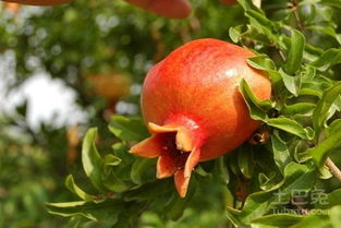 石榴苗木價格及廠家推薦 林業(yè)種植指南