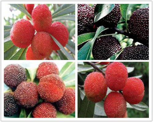 莊順果樹苗 仙越與阜陽品種的優(yōu)質苗木特點