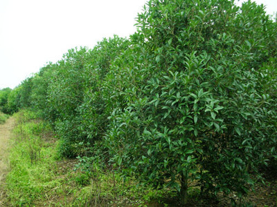 桂花——金華市雅畈澤文苗木場的優(yōu)質苗木產(chǎn)品